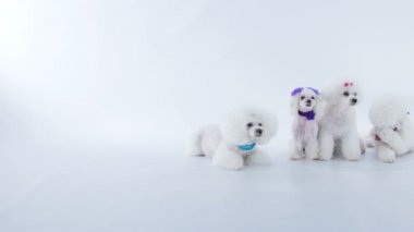 Köpeklerden biri kendini temizliyor ve diğerleri sabırla oturuyor..