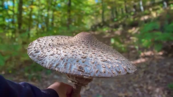 Many Big Mushrooms Forest Young Family Searching Them Leaves Trees — ストック動画
