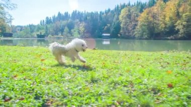 Dışarıda eğlenen sevimli beyaz köpeğin görüntüleri.