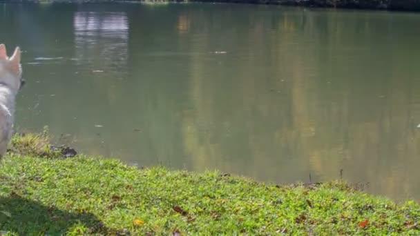 images de chiens s'amusant sur la nature 