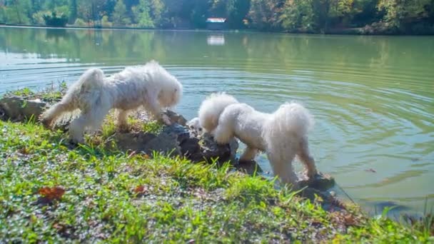 Dos Perros Blancos Están Orilla Del Río Suyo Uno Está — Vídeo de stock