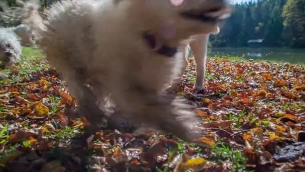 Imagens Belos Cães Brancos Divertindo Natureza — Vídeo de Stock