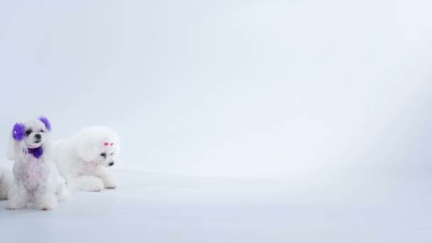 Footage Adorable White Dog Studio White Background — Stock Video