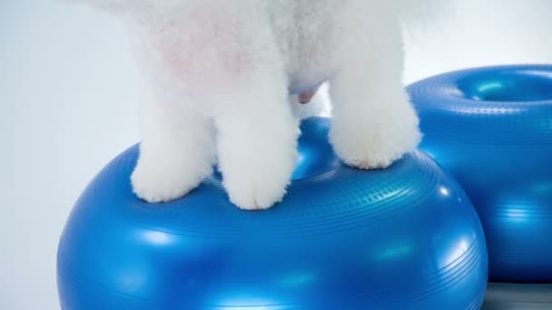 Close Footage Cute Little Bichon Puppy Training Studio White — Stock Video