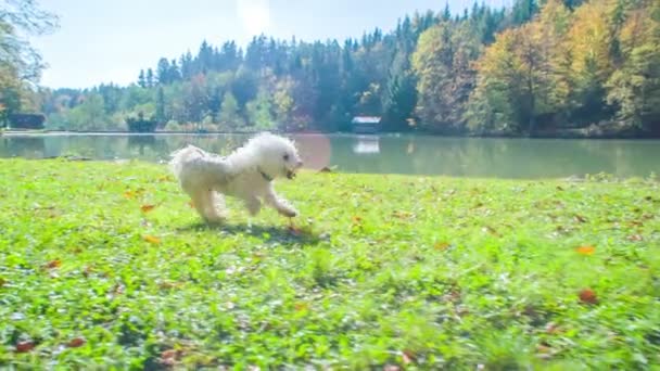 Filmmaterial Von Entzückendem Weißen Hund Der Spaß Freien Hat — Stockvideo