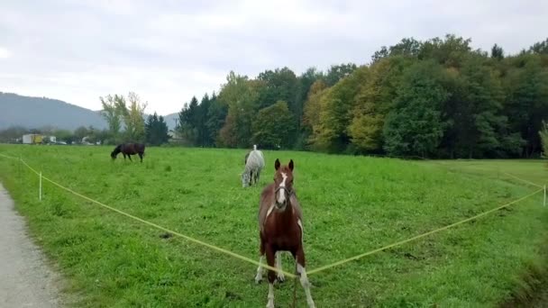 images aériennes de beaux chevaux broutant sur un champ vert 