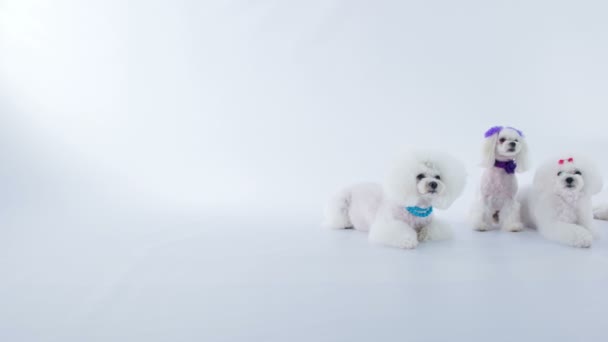 Imagens Cão Branco Adorável Estúdio Sobre Fundo Branco — Vídeo de Stock