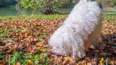 Beyaz bir köpek yapraklarda bir şey arıyor. Arka planda güzel bir göl var..