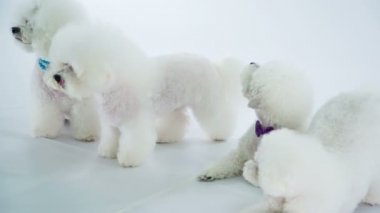 Stüdyodaki beyaz köpeklerin beyaz üzerine yakın çekim görüntüleri.