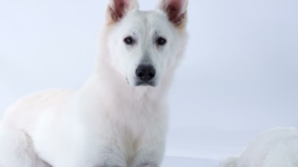 Beeldmateriaal Van Schattige Witte Hond Studio Witte Achtergrond — Stockvideo
