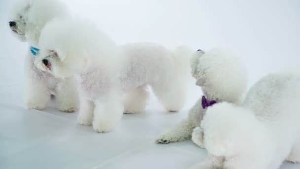 白のスタジオで美しい白い犬のクローズアップ映像 — ストック動画