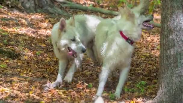 Beeldmateriaal Van Mooie Witte Honden Die Plezier Hebben Natuur — Stockvideo
