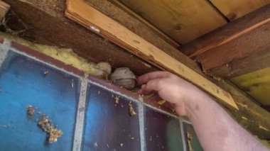 Küçük ve boş eşekarısı kovanını kaldıran bir adam vardı..