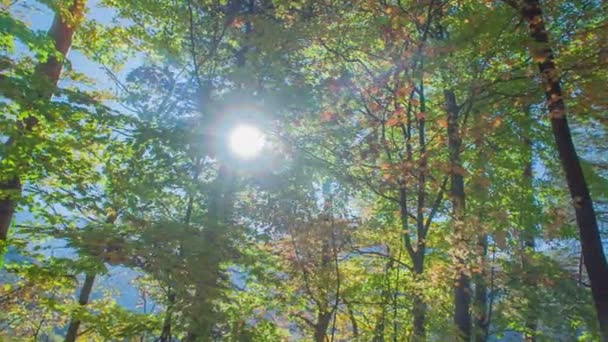 Sonbaharın Başlarında Güzel Bir Ormanın Görüntüleri — Stok video
