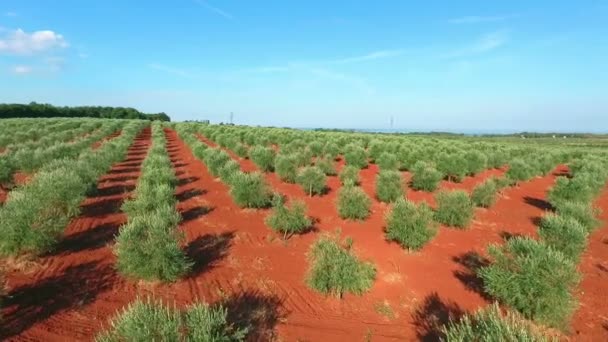 Uitstekende Symetrische Aanplant Van Olijfbomen — Stockvideo