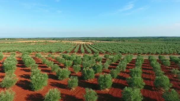 Olijfboomplantage Zijn Schoonheid — Stockvideo