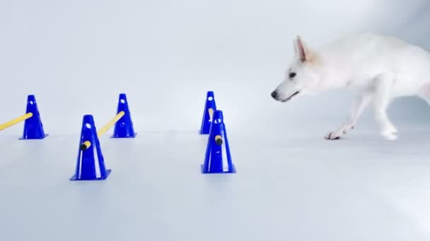 白のスタジオでの美しい白い子犬の訓練のクローズアップ映像 — ストック動画