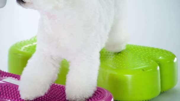 Close Beelden Van Schattig Klein Bichon Puppy Training Studio Wit — Stockvideo