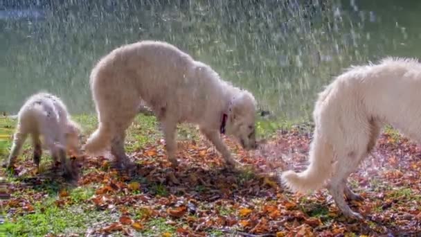 Πλάνα Από Όμορφα Λευκά Σκυλιά Που Διασκεδάζουν Στη Φύση — Αρχείο Βίντεο