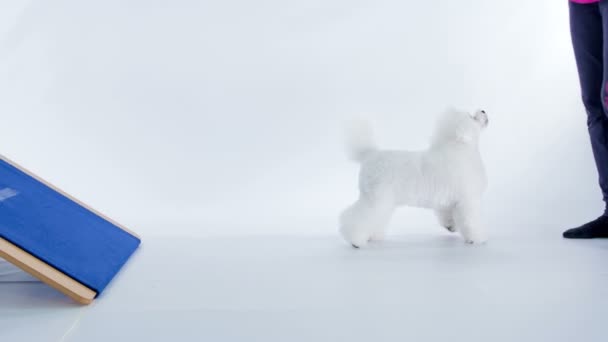 Stüdyoda Beyaz Köpek Eğitimi Alırken Çekilmiş Yakın Çekim Görüntüleri — Stok video