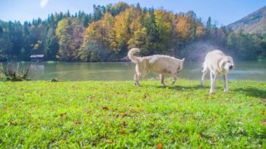 İki büyük beyaz köpek nehir kıyısındaki çimenlerin üzerinde oynuyorlar. Gün güneşli ve güzel.