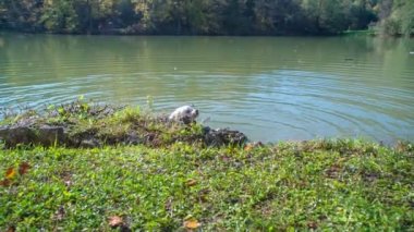 Köpeklerin doğada eğlendiği görüntüler.