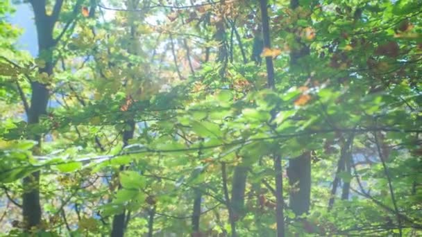 Sonbaharın Başlarında Güzel Bir Ormanın Görüntüleri — Stok video