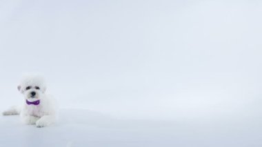 Beyaz arka planda stüdyoda sevimli beyaz köpek görüntüleri var.