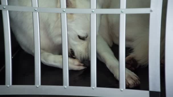 Hermoso Perro Blanco Esperando Una Jaula Pequeña — Vídeos de Stock