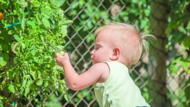 Linda Menina Tentando Pegar Pequeno Tomate Verde Várias Vezes Finalmente — Vídeo de Stock