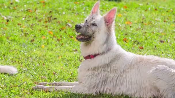 屋外で楽しい時間を過ごす可愛い白い犬の映像 — ストック動画
