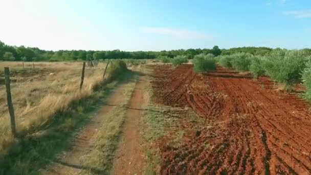 Condução Oliveiras — Vídeo de Stock