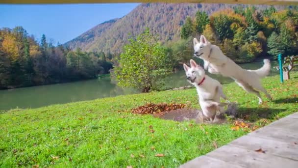 美丽的白狗戏弄大自然的镜头 — 图库视频影像