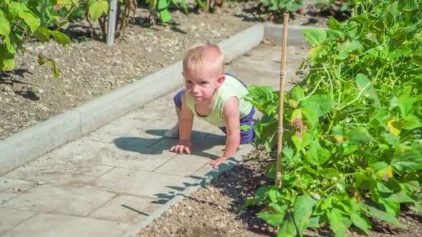 Nice Baby Girl Slowly Carefully Crawls Path Vegetable Garden Hot — Stock Video