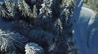 Güzel ve karlı ladin ağaçları. Kış zamanı. Havadan çekim.