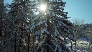 Güneş karlı bir ladin ağacının dallarında parlıyor. Bu tesiste güzel ama soğuk bir kış günü..