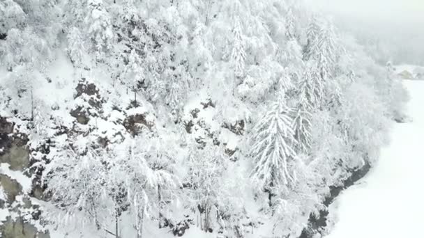 Los Árboles Son Completamente Blancos Debido Nieve Frío Día Invierno — Vídeos de Stock