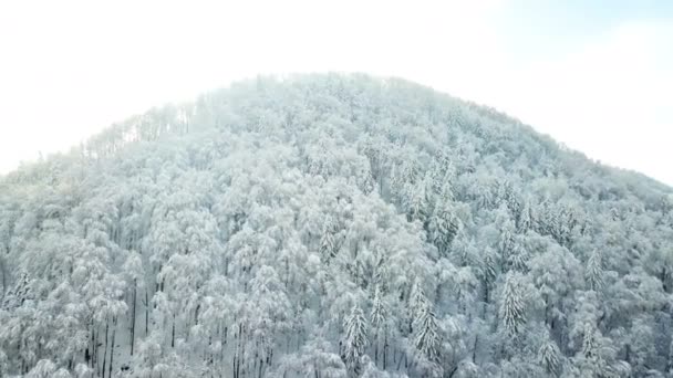 Florestas Brancas Inverno Natureza Muito Bonita Branca — Vídeo de Stock