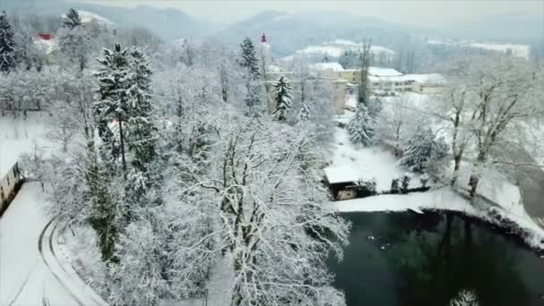 Πολλά Δέντρα Γύρω Από Λίμνη Είναι Καλυμμένα Παγετό Είναι Χειμερινή — Αρχείο Βίντεο