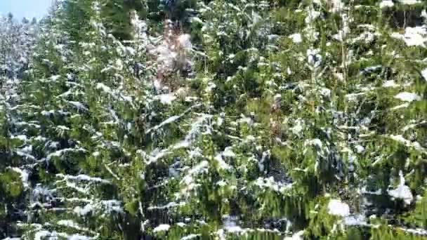 Prachtige Groene Bomen Zijn Bedekt Met Sneeuw Het Wintertijd — Stockvideo