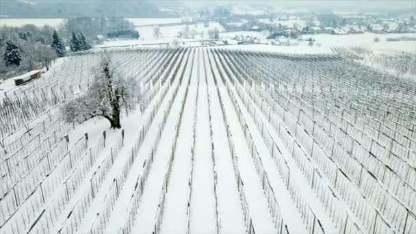 葡萄园里有很多雪 因为前一天晚上下雪了 空中拍摄 — 图库视频影像