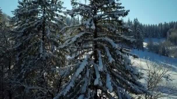Słońce Świeci Przez Gałęzie Świerkowego Drzewa Czas Zimowy Tym Ośrodku — Wideo stockowe