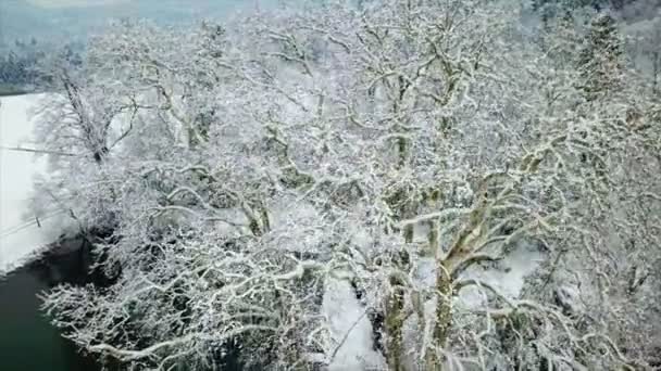 Большое Дерево Покрыто Морозом Сейчас Зимнее Время Воздушный Удар — стоковое видео
