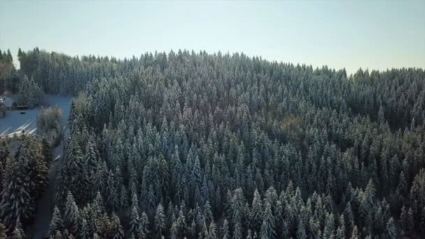 Podemos Ver Uma Floresta Com Apenas Árvores Abeto Topo Uma — Vídeo de Stock