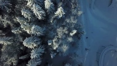 Ladin ağaçları karla kaplıdır. Kış zamanı. Havadan çekim.