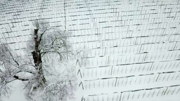 Uma Bela Vinha Está Coberta Neve Tiro Aéreo Hora Inverno — Vídeo de Stock