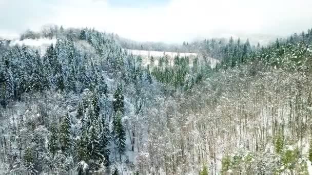 大自然在冬天令人叹为观止 一切都是白色的 美丽的风景 — 图库视频影像
