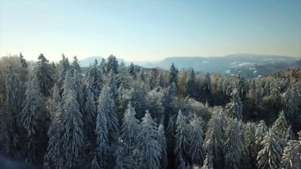 Skog Med Mestadels Granar Det Vintertid Och Landskapet Täckt Med — Stockvideo