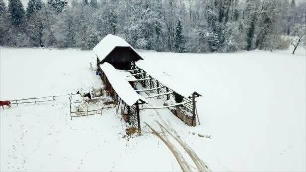 Liten Lada Ligger Mitt Ingenting Vintern Antenn Skott Det Finns — Stockvideo