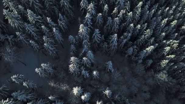 冬の時間だ雪に覆われた森の中にスプルースの木が見えます 航空写真 — ストック動画